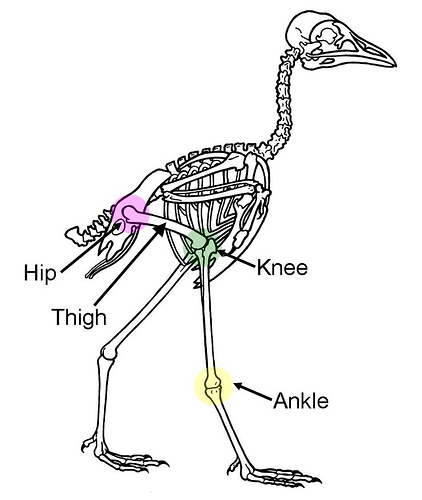 birds are not dinosaurs knee structure